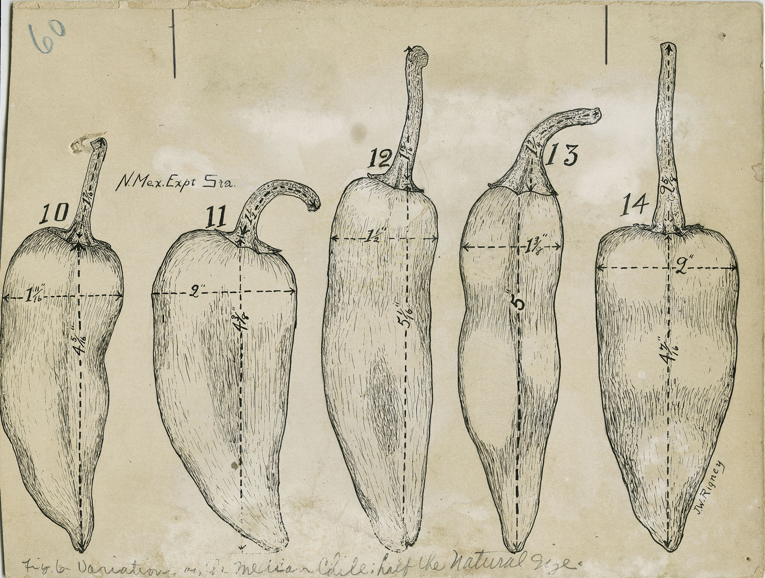 Drawings of variations of chile pods from New Mexico Experimental Station, New Mexico College of Agriculture and Mechanic Arts, drawn by J. W. Rigney